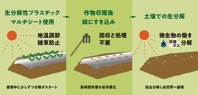 生分解性マルチの特徴