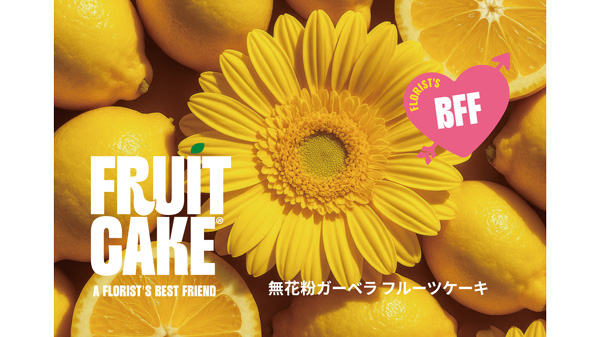 「無花粉ガーベラ-フルーツケーキ」ブランド本格始動　デュメンオレンジジャパン.jpg
