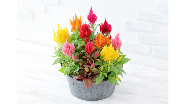 ケイトウ「フランマ」シリーズ