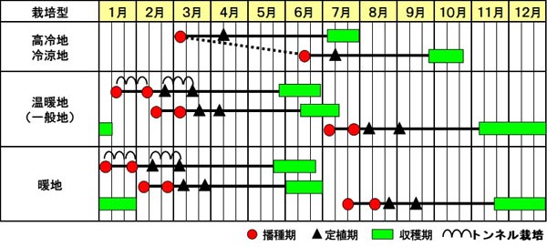 紫キャベツ「レッドブライト」作型図
