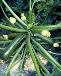 地面から上に伸びる太い茎に成るズッキーニ