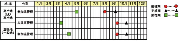 ラナンキュラス『ワンダーランドiQ』シリーズの作型図