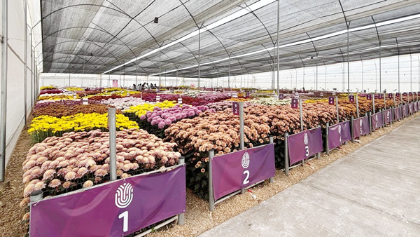 「Chrysanthemum Week」での展示の様子