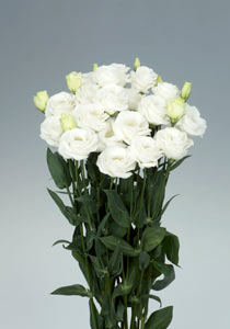 中輪バラ咲きの主力品種「Rosita3 Pure White」