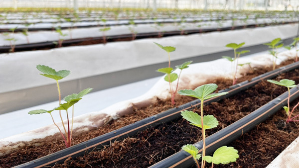 いちご苗の定植作業が開始