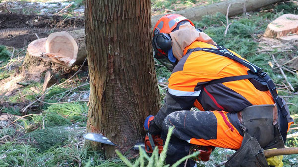イノフィス　林業事業体に「マッスルスーツ」42台導入　伐採・植林の身体的負担を軽減