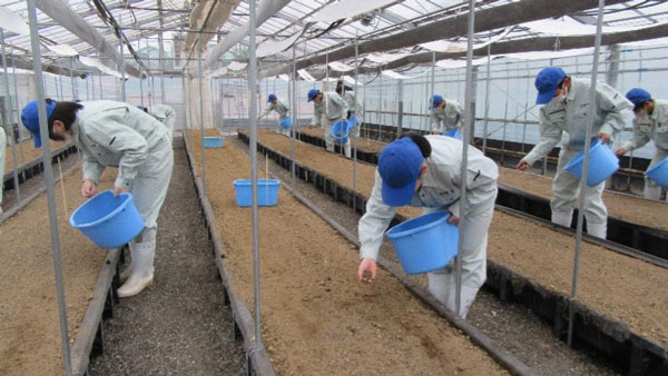 宮崎農業高校と共同プロジェクト開始　バイオスティミュラントで産学連携　アミノアップ