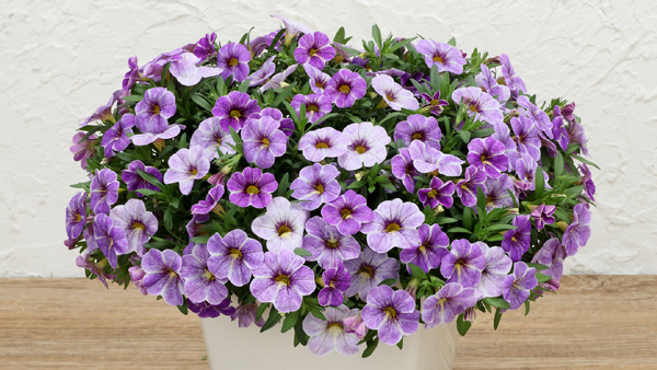 カリブラコア「ふわリッチ」シリーズの新品種「ふわリッチ ブルースプラッシュ」