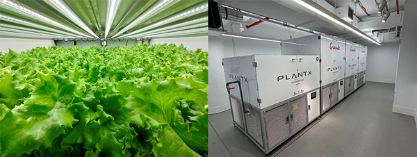 左から、システム装置内（レタス）、プランテックス製　完全閉鎖型植物栽培システム