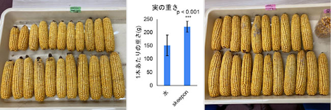デントコーンの収量アップ　バイオスティミュラント「スキーポン」で実証実験　アクプランタ_01.jpg