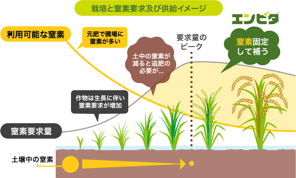 バイオスティミ栽培と窒素要求及び供給イメージ