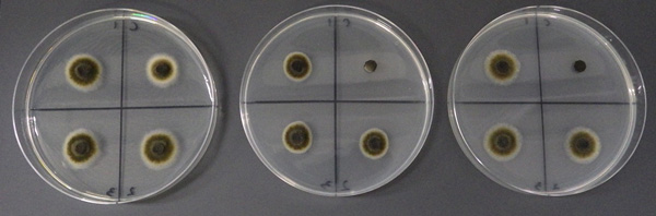 PDAのみ（左）、ペンチオピラド100ppm 添加（中央）、ピラジフルミド100ppm 添加（右） ※右上：感受性菌（対照）、左上・右下・左下：分離菌1～3（提供：北海道立総合研究機構）