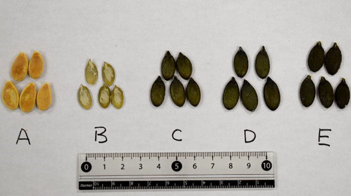 カボチャ種子。A：無処理のセイヨウカボチャ種子、B：殻剥きされたセイヨウカボチャ種子C：ゴールデンライト、D：ストライプペポ、E：福種