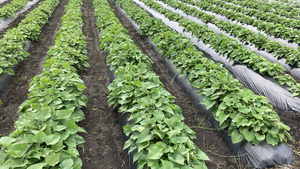 「ビオらいと」展張例（サツマイモ栽培での使用）