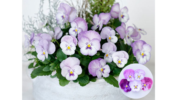 「よく咲くスミレ ラベンダーホイップ」