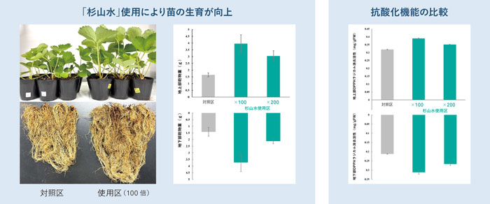 ［試験条件1~3共通］調査期間：2025年4月-8月/品目：イチゴ（すずあかね）/調査場所：岐阜大学農場（岐阜市柳戸）/施肥：肥効180日（N:P:K=13:9:11）