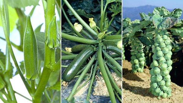 意外と知らない野菜の“多様性”　畑でのシルエットを紹介　タキイ種苗.jpg