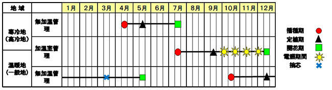 カンパニュラ「チャンピオンiQ」作型図