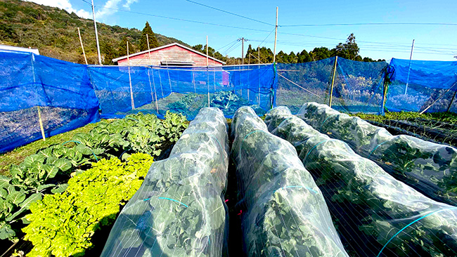 熊本県菊池市でムスカ有機肥料の利用効果を実証試験