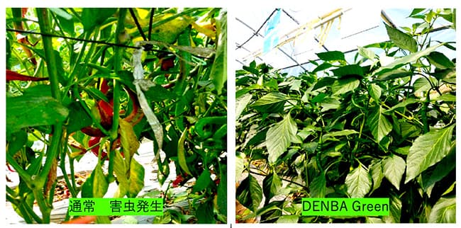 成長促進、害虫被害の抑制、品質向上へ「DENBA GREEN」販売開始２
