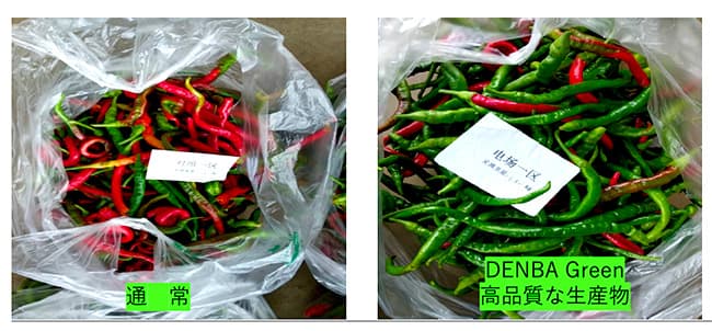 成長促進、害虫被害の抑制、品質向上へ「DENBA GREEN」販売開始３