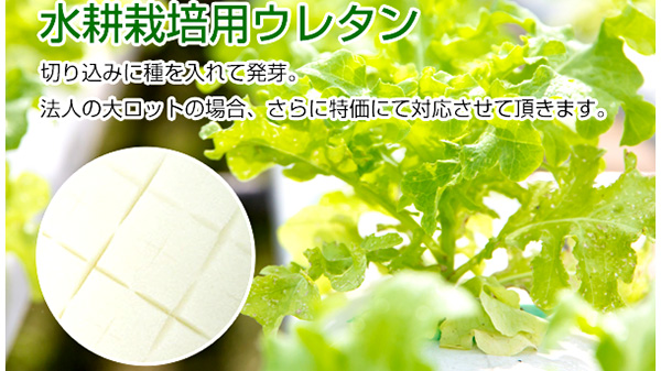 植物工場に最適　くぼみ付「水耕栽培用スポンジ」発売　富士ゴム産業