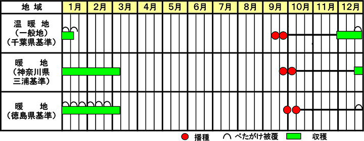 ダイコン「冬の守」の作型図