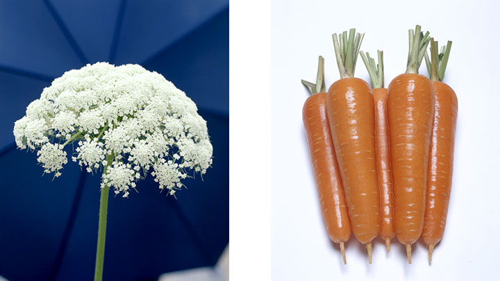 かわいくて個性的 意外と知らない 野菜の花 を紹介 タキイ種苗 ニュース 生産資材 Jacom 農業協同組合新聞