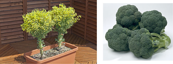 かわいくて個性的 意外と知らない 野菜の花 を紹介 タキイ種苗 ニュース 生産資材 Jacom 農業協同組合新聞