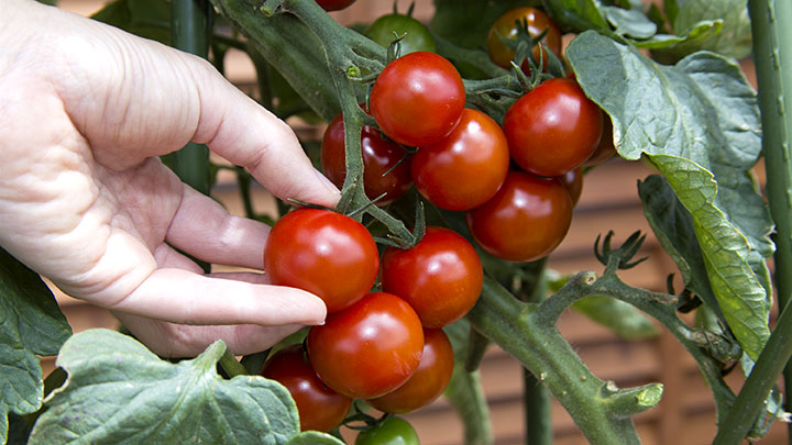 プランター菜園 人気のミニトマト栽培のコツを紹介 タキイ種苗 ニュース 生産資材 Jacom 農業協同組合新聞