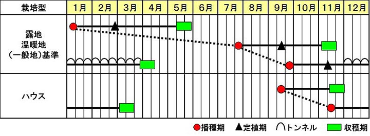 小ネギ「菊千代」の作型図