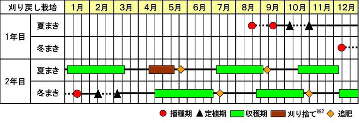 小ネギ「菊千代」の作型図（刈り戻し栽培）