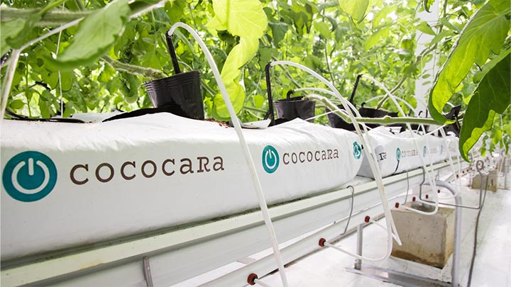 持続可能な有機培土「ココカラ ココピート」によるいちご栽培