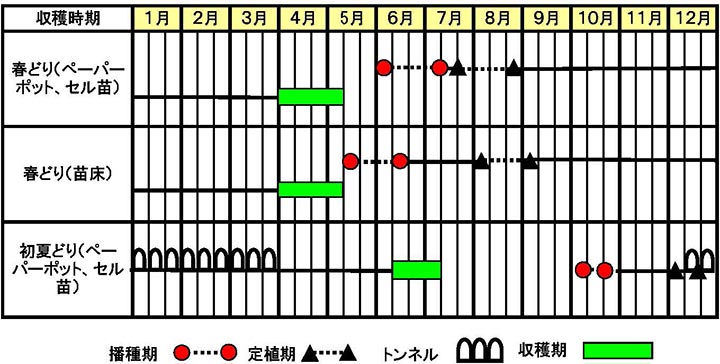 ネギ「初夏扇2号」作型図