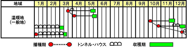 チンゲンサイ「翠勲」の作型図