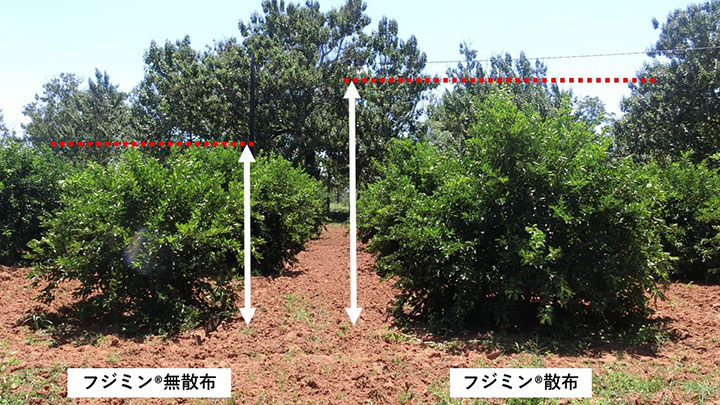 フルボ酸を高濃度に含有した植物活性剤「フジミン」