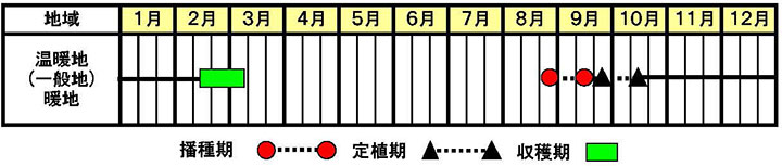 ブロッコリー「レイトドーム」作型図