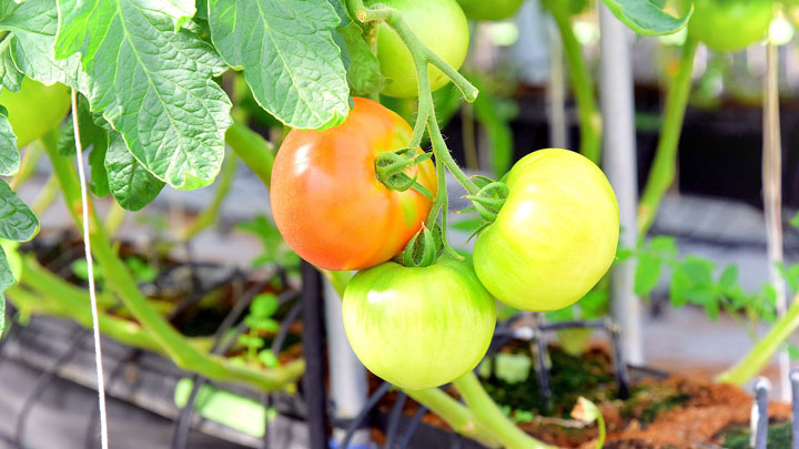 イオンアグリ創造埼玉久喜農場で栽培されているトマト