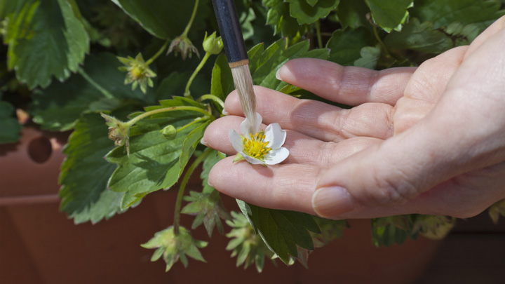 花びらの内側の実になる部分を万遍なくなでて人工授粉する