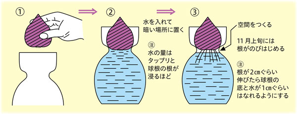 栽培方法とポイント