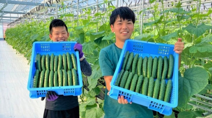 羽生愛菜プロジェクトでキュウリを初収穫