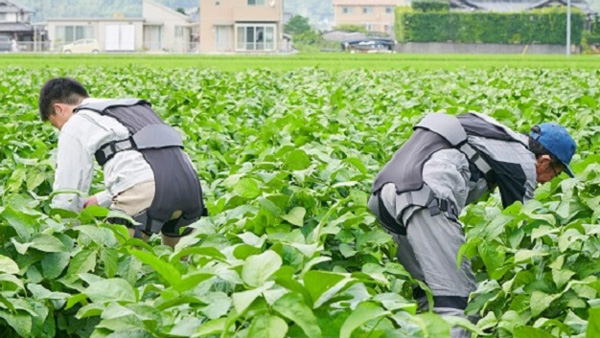 農作業時の動き易さを追求した「ダーウィンハコベルデ」