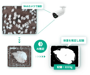 AIカメラ 養鶏ブロイラー体重推定