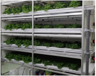 LEDサイネージ植物栽培システム棚栽培実証