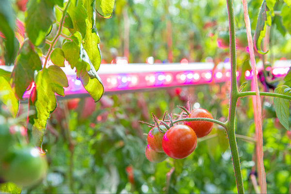 冬季収穫量が約40%増加　植物育成用LED照明で冬の日射量不足を改善