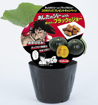 「ブラックのジョー」と「あしたのジョー」コラボグッズプレゼント2020　サカタのタネ