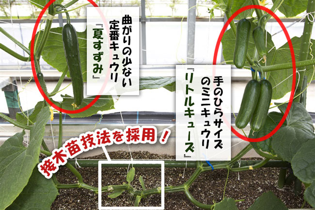 違う品種の穂木を接ぎ木した「うりふたつ」 タキイ種苗