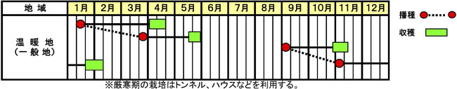 20190703　小かぶ「二刀」の作型図　サカタのタネ