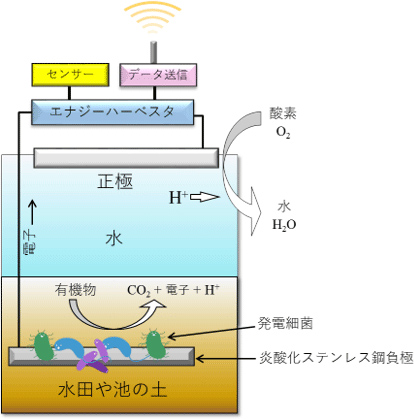 微生物燃料電池（MFC）システムの概念図