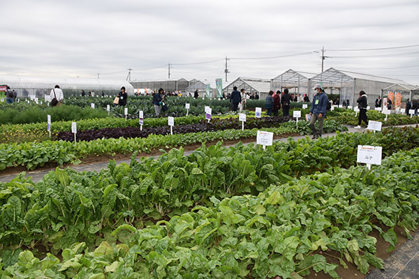 ほ場では、さまざまなイタリア野菜の栽培現場を見学